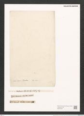 Nitzschia cursoria (Donk.) Grun. (de-Toni-Nr.: Genus 47, Species 2089) Zeichnungen Sammlung Grunow (NHMW-BOT-W0372034)